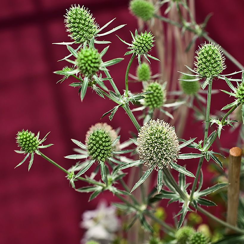 Cardo azul White Glitter - Eryngium planum (Colheita)