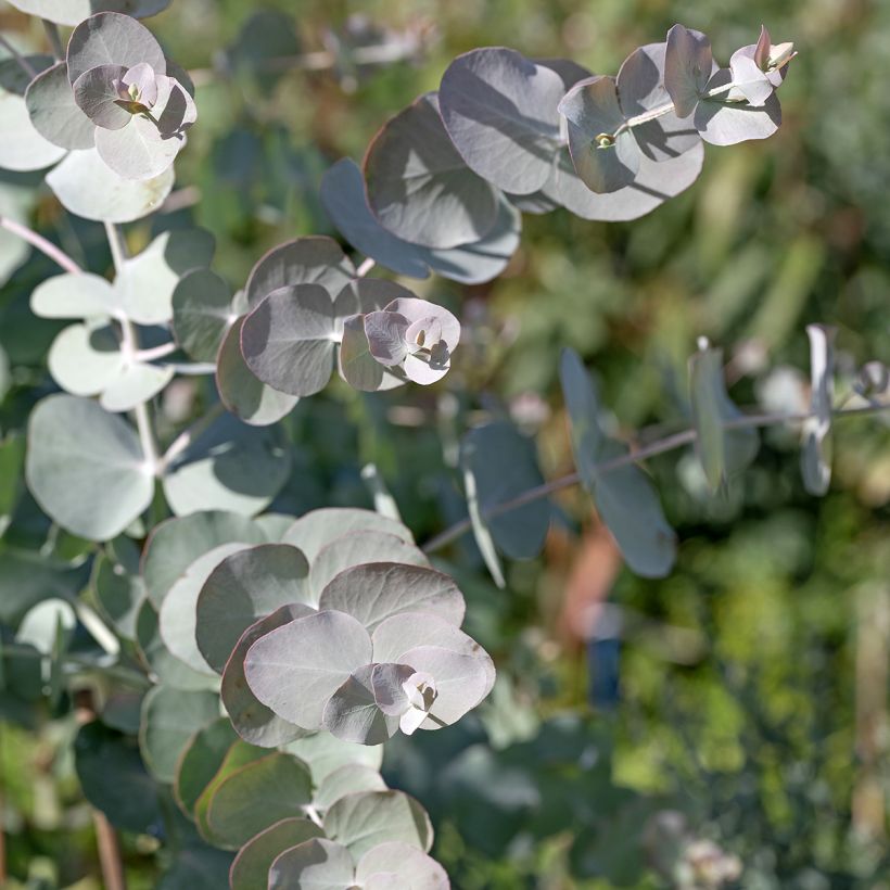 Eucalyptus cinerea Silver Dollar em sementes (Folhagem)