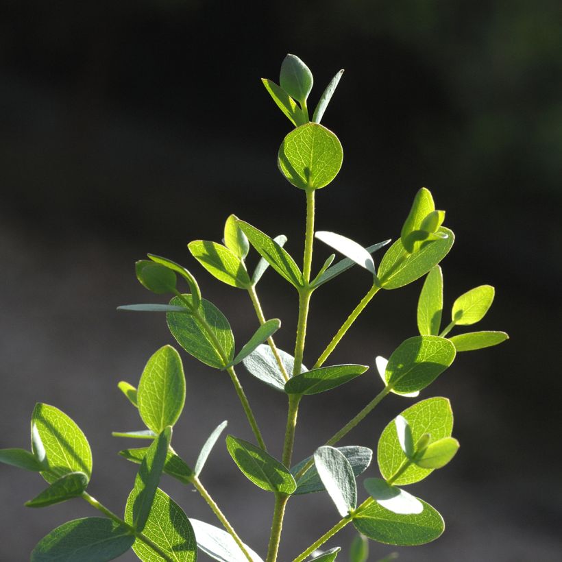 Eucalyptus parvula Boxwood em sementes (Folhagem)