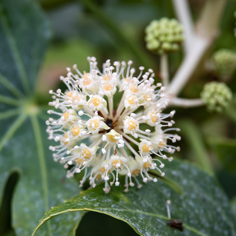 Fatsia japonica em sementes (Floração)