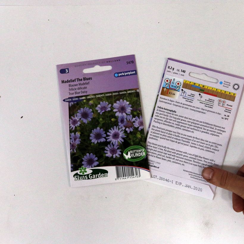 Exemplo de amostra de Graines de Félicie délicta The Blues - Felicia heterophylla per pack of 140 seeds tal como entregue