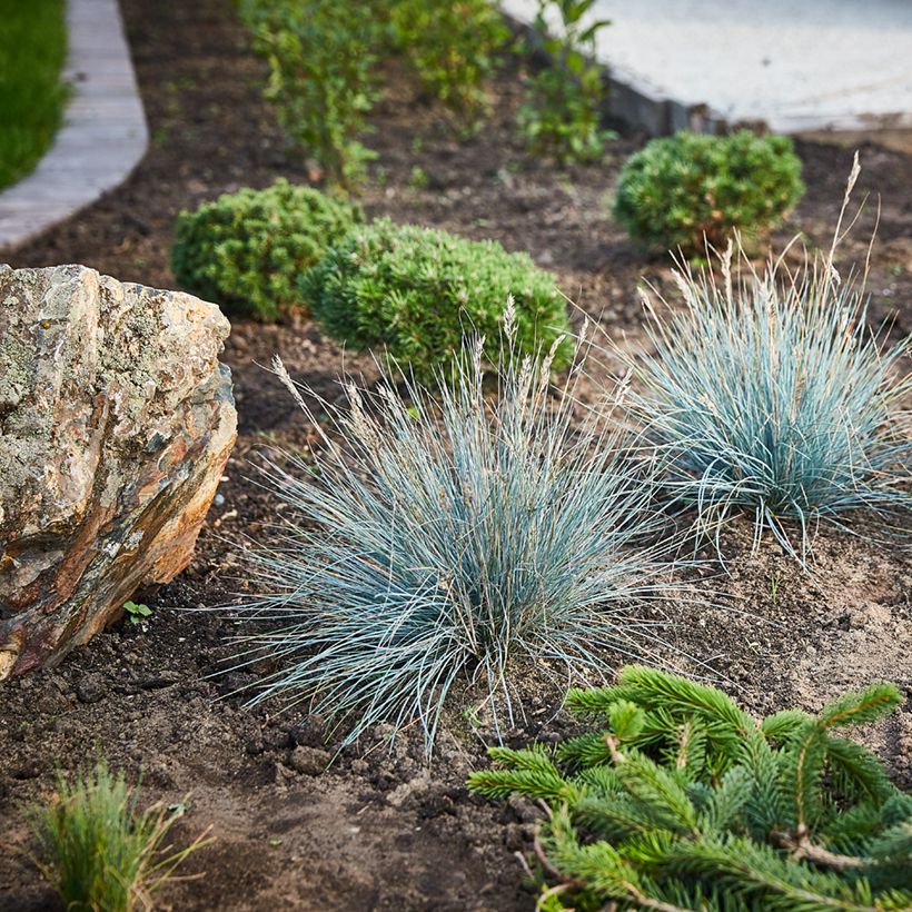 Festuca glauca em sementes (Hábito)