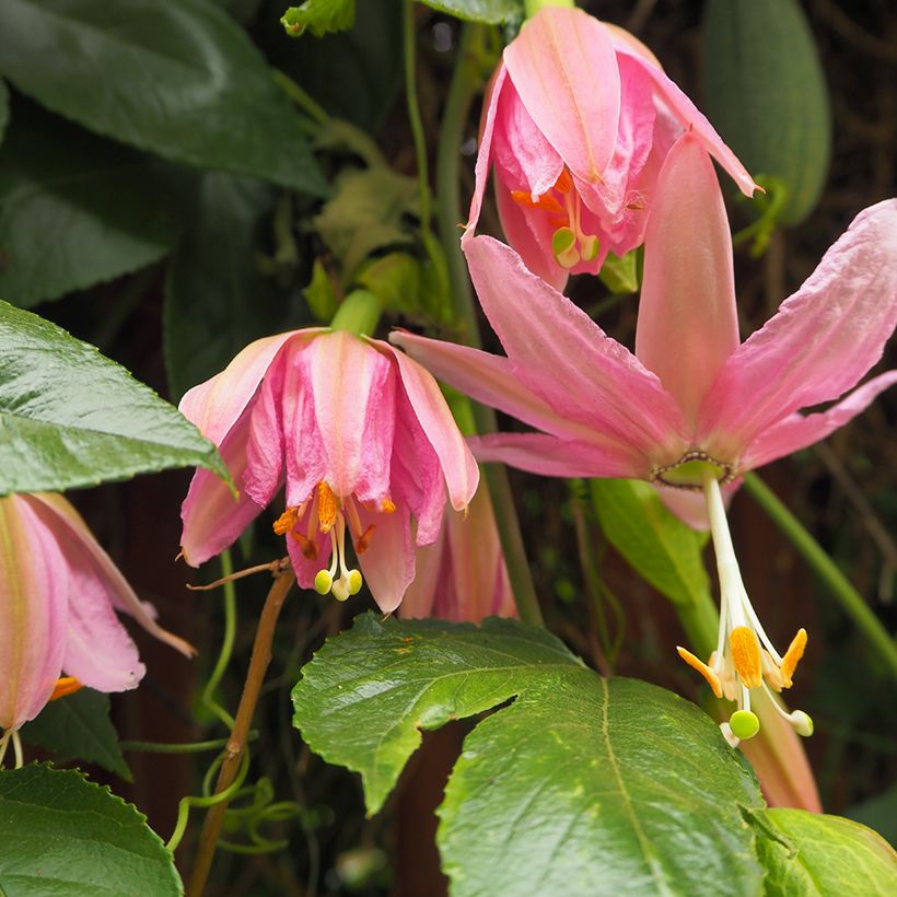 Passiflora tripartita var. mollissima em sementes (Floração)