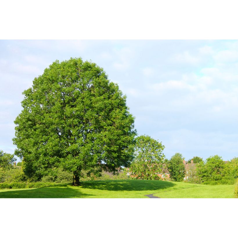Fraxinus excelsior em sementes (Hábito)