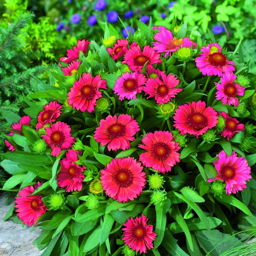 Gailárdia grandiflora Arizona Red Shades em sementes (Hábito)