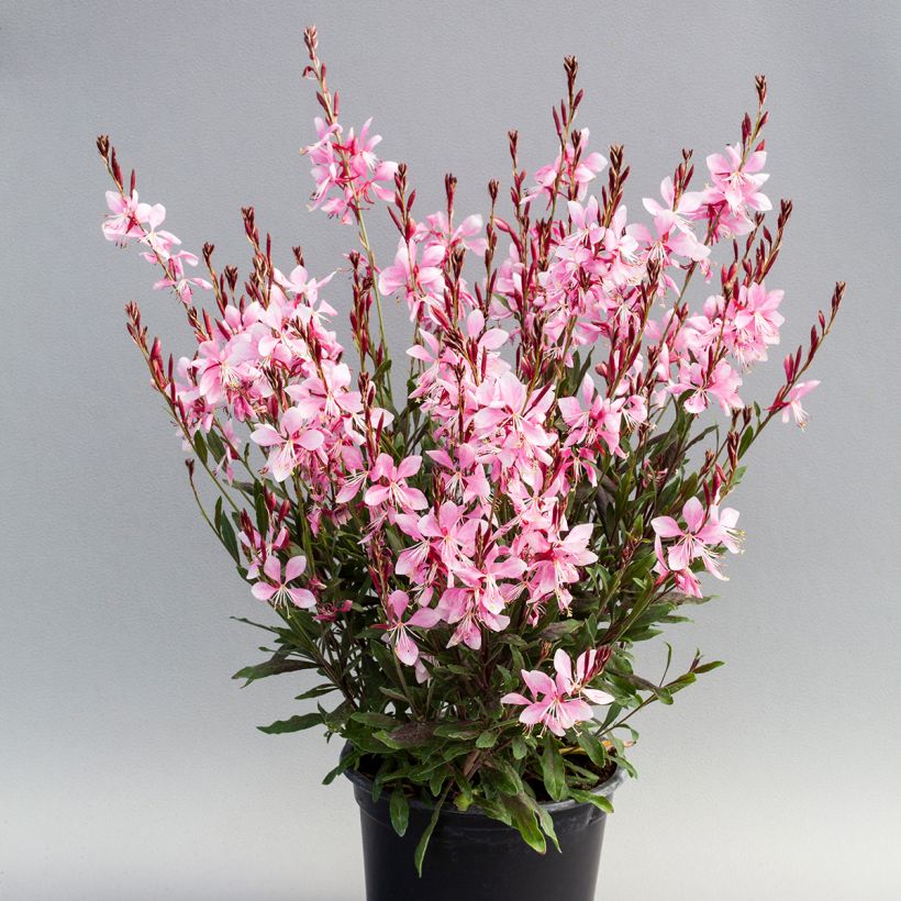 Gaura lindheimeri Emmeline Pink Bouquet em sementes (Hábito)