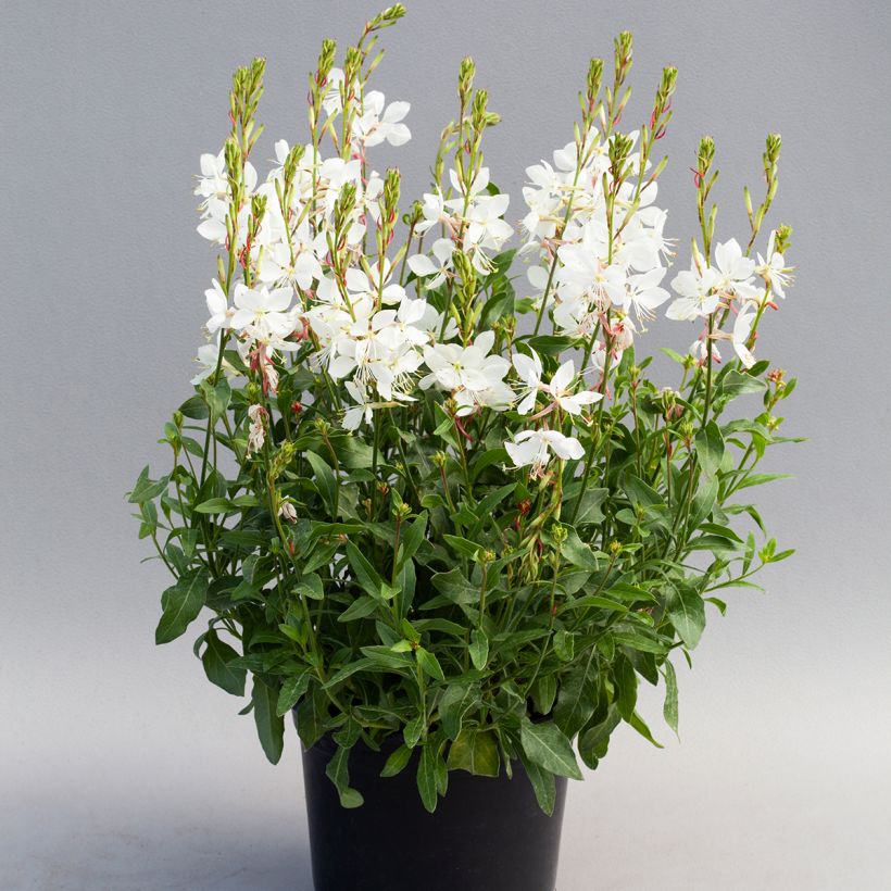 Gaura lindheimeri Emmeline White em sementes (Hábito)