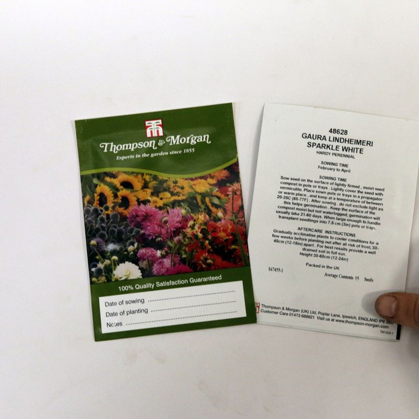 Exemplo de amostra de Graines de Gaura lindheimeri Sparkle White  die Tüte mit 15 Samen tal como entregue