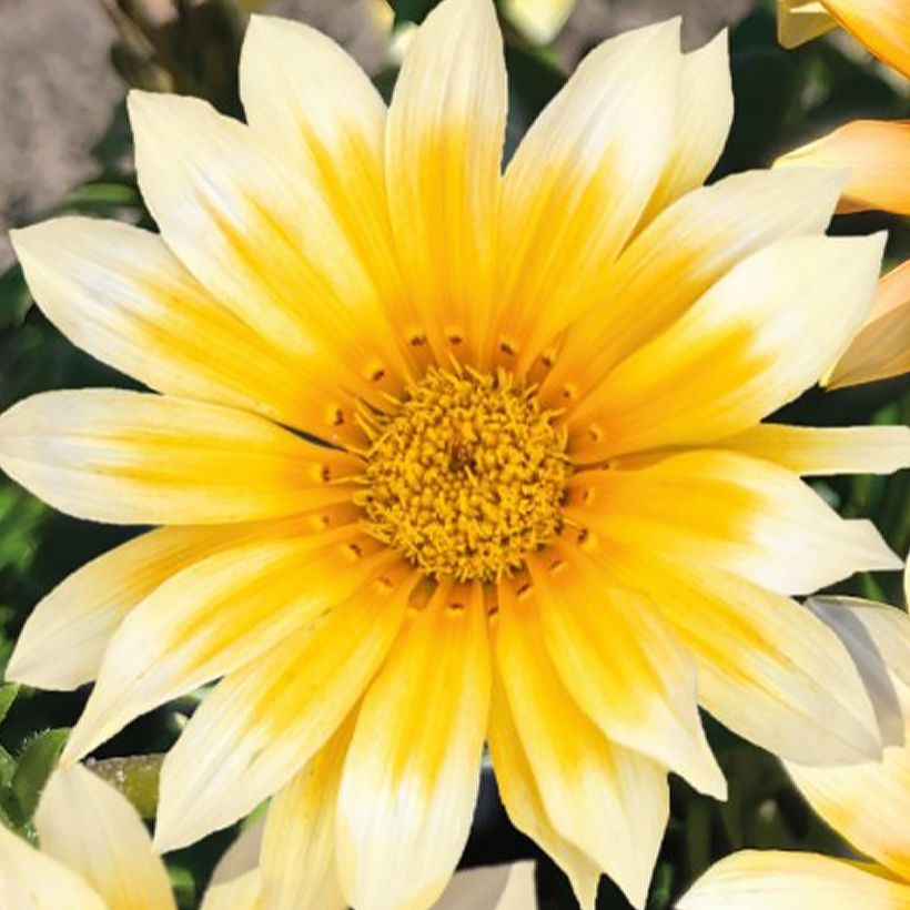 Gazânia Zany F1 Sunny Side Up em sementes (Floração)