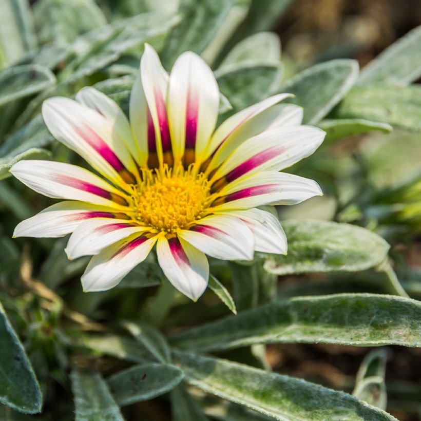 Gazânia Tiger Stripes Mixed em sementes (Floração)