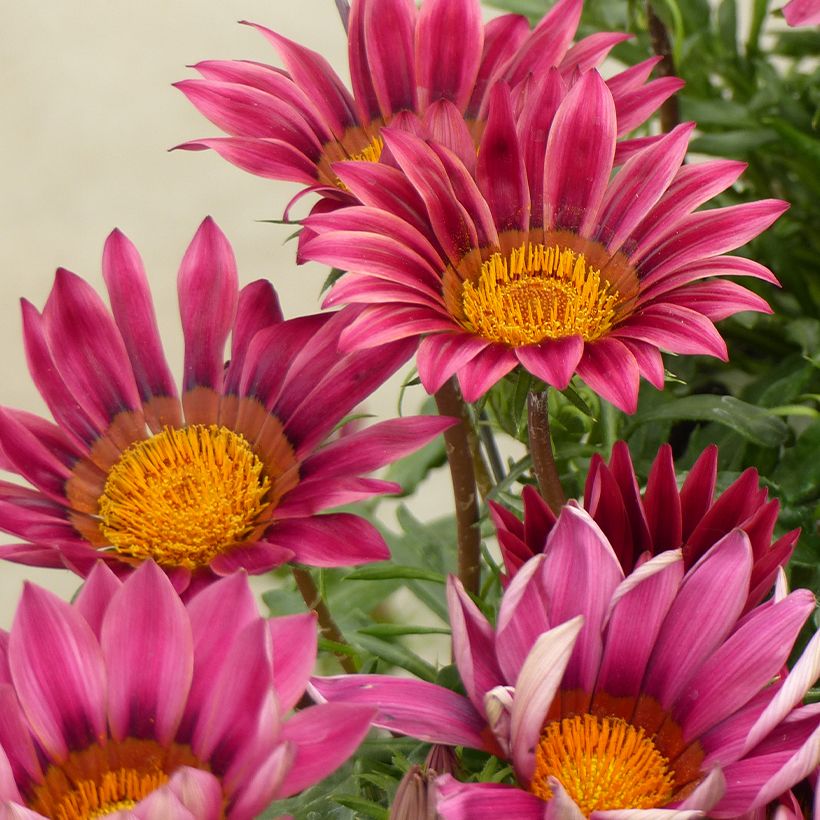 Gazânia Zany Pink em sementes (Floração)