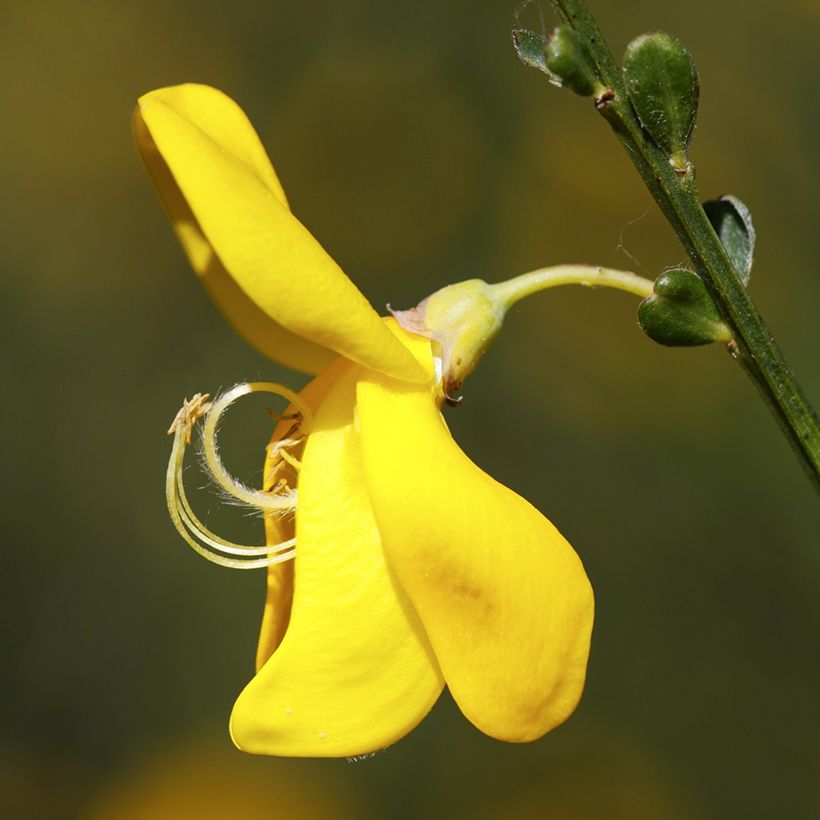 Sementes de Cytisus scoparius (Floração)