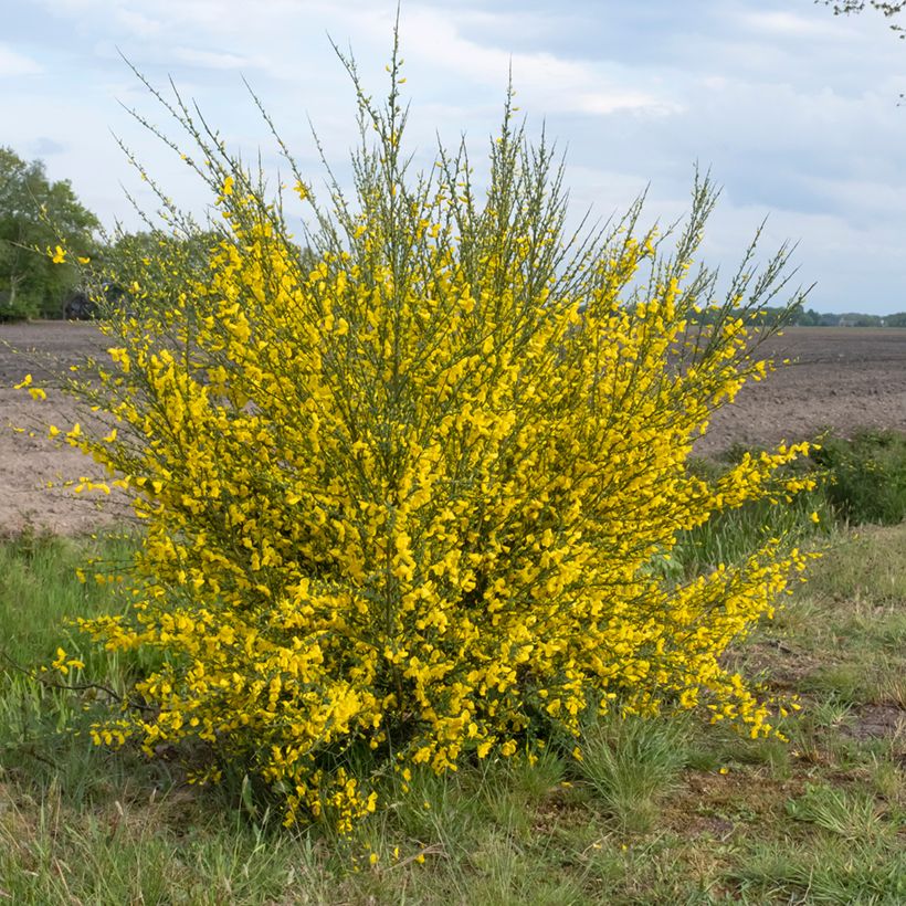 Sementes de Cytisus scoparius (Hábito)