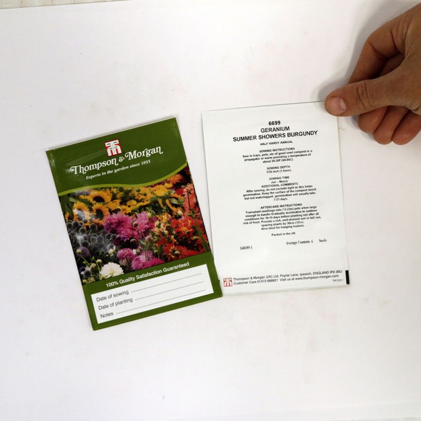 Exemplo de amostra de Graines de Géranium lierre Summer Showers Burgundy - Pelargonium die Tüte mit 6 Samen tal como entregue