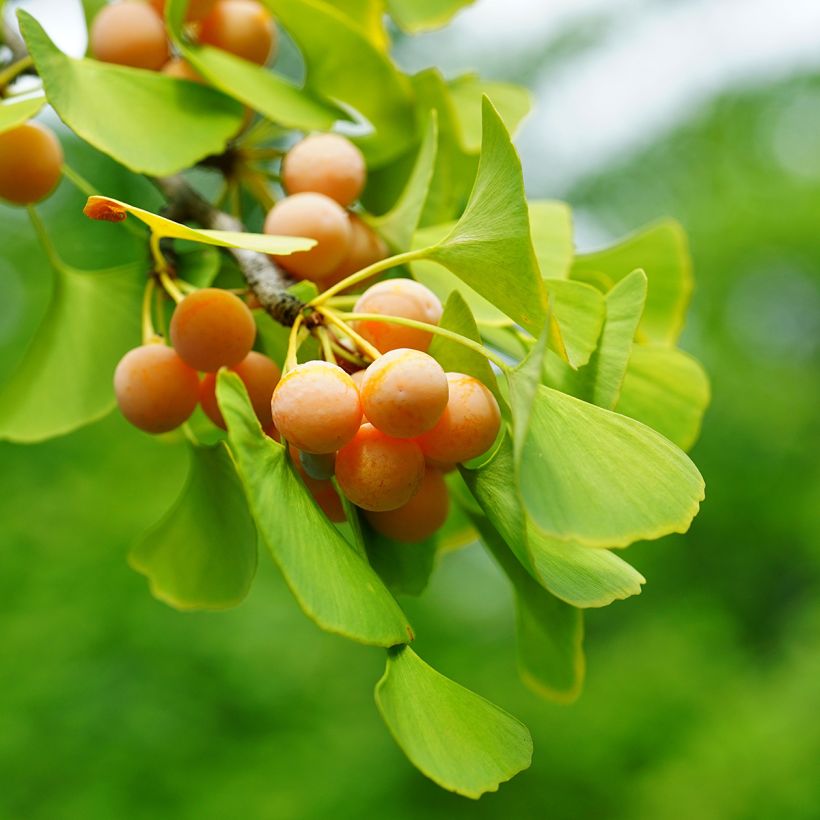 Ginkgo biloba em sementes (Colheita)