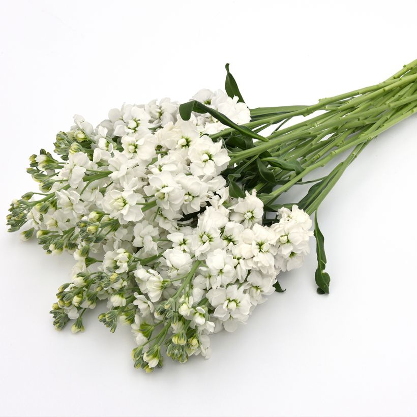 Matthiola incana Katz Hi double White em sementes (Floração)