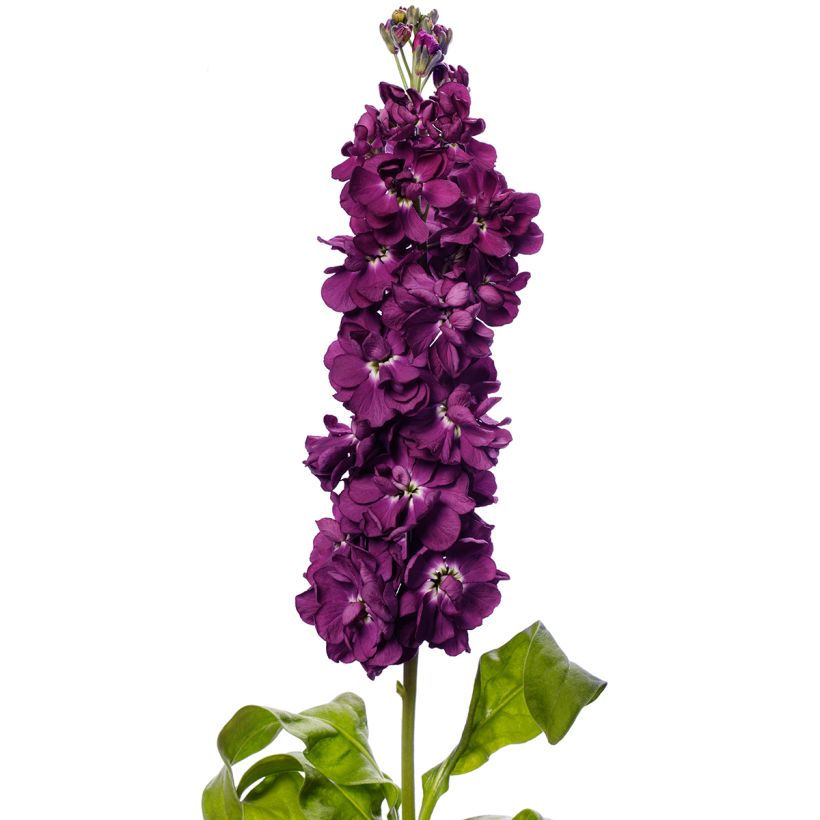 Matthiola incana Milla Aubergine em sementes (Floração)