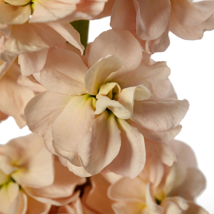 Matthiola incana Milla Salmon em sementes (Floração)