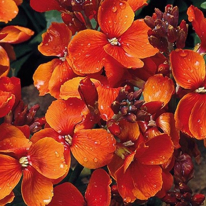 Erysimum Bedder Scarlet em sementes (Floração)