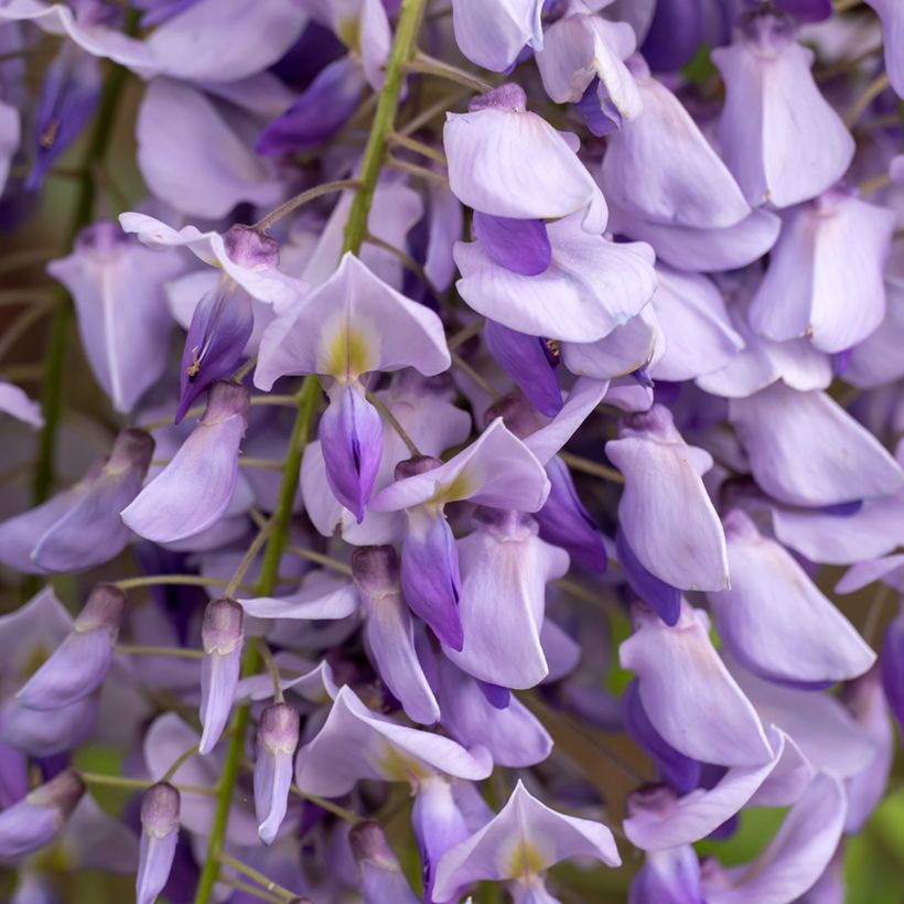 Wisteria sinensis em sementes - Glicínia (Floração)