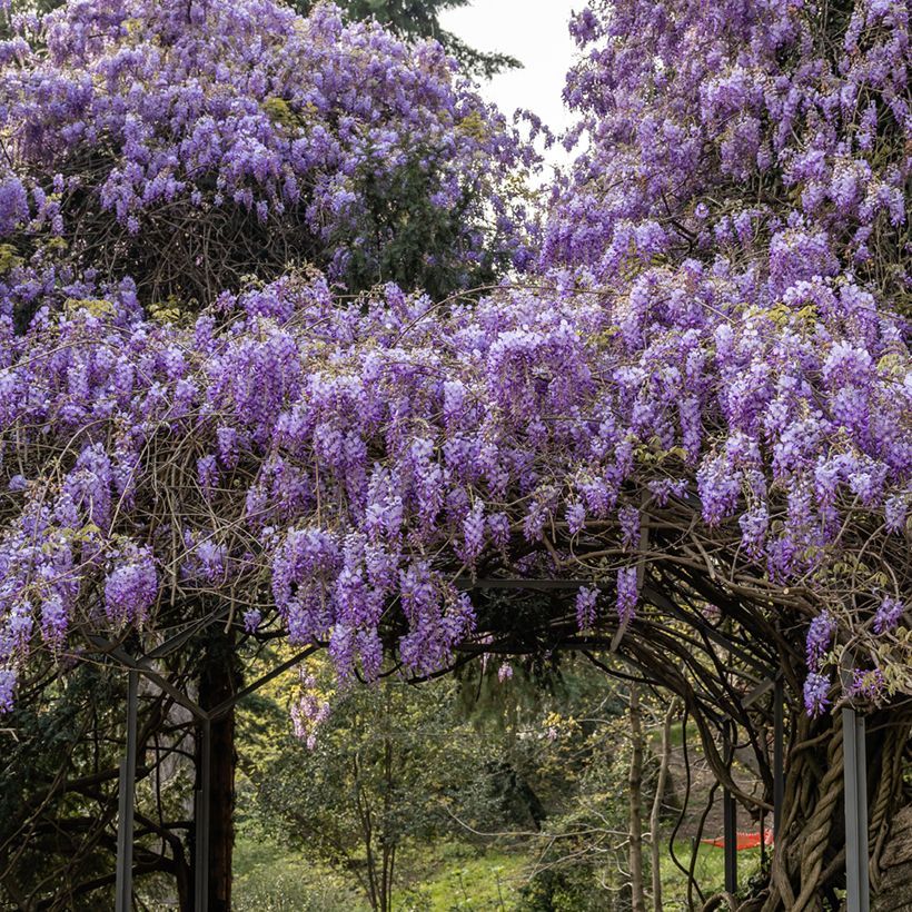 Wisteria sinensis em sementes - Glicínia (Hábito)