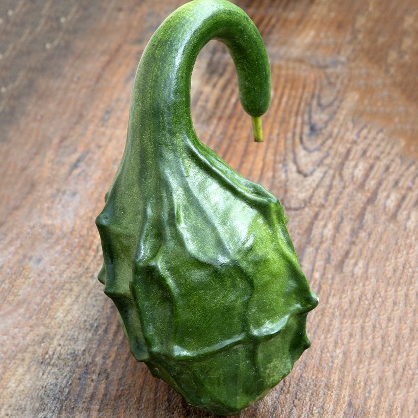 Cabaça Dinausaur em sementes (Colheita)