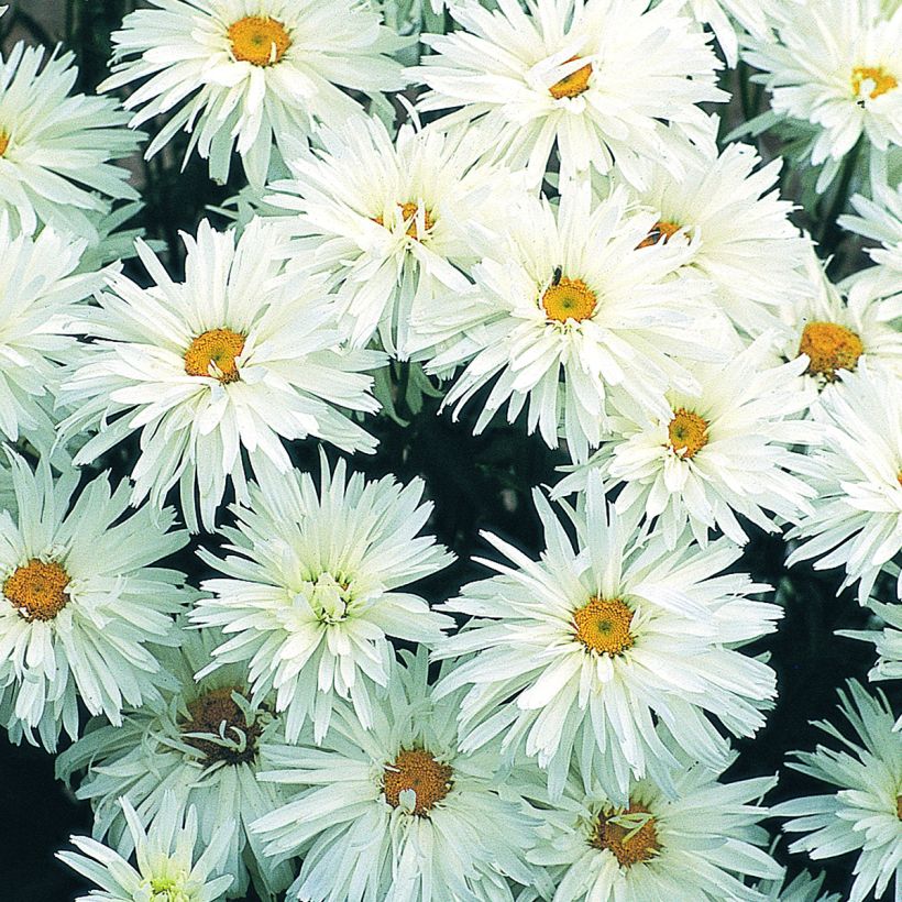 Leucanthemum Crazy Daisy em sementes (Floração)