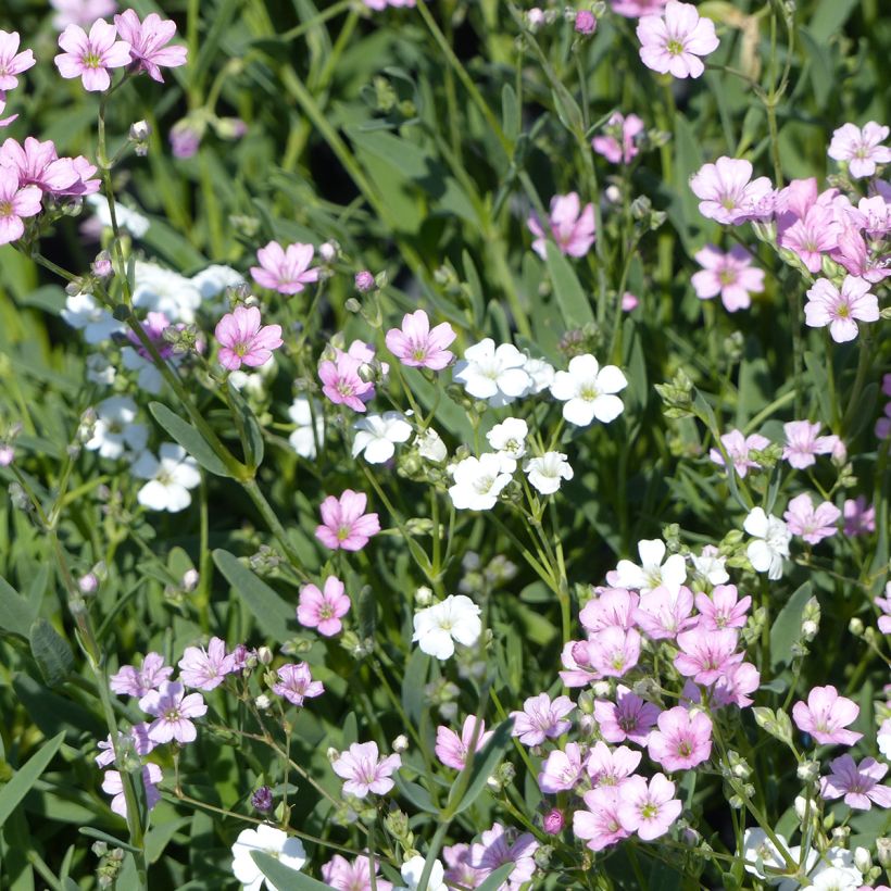 Gypsophila repens Albarosa Mix (Alba, Rosea) em sementes (Floração)