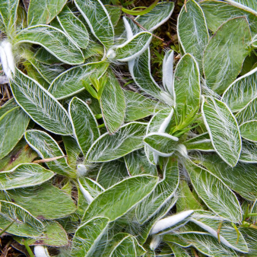 Pilosella officinarum em sementes (Folhagem)