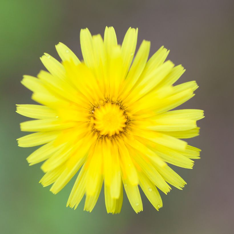 Pilosella officinarum em sementes (Floração)