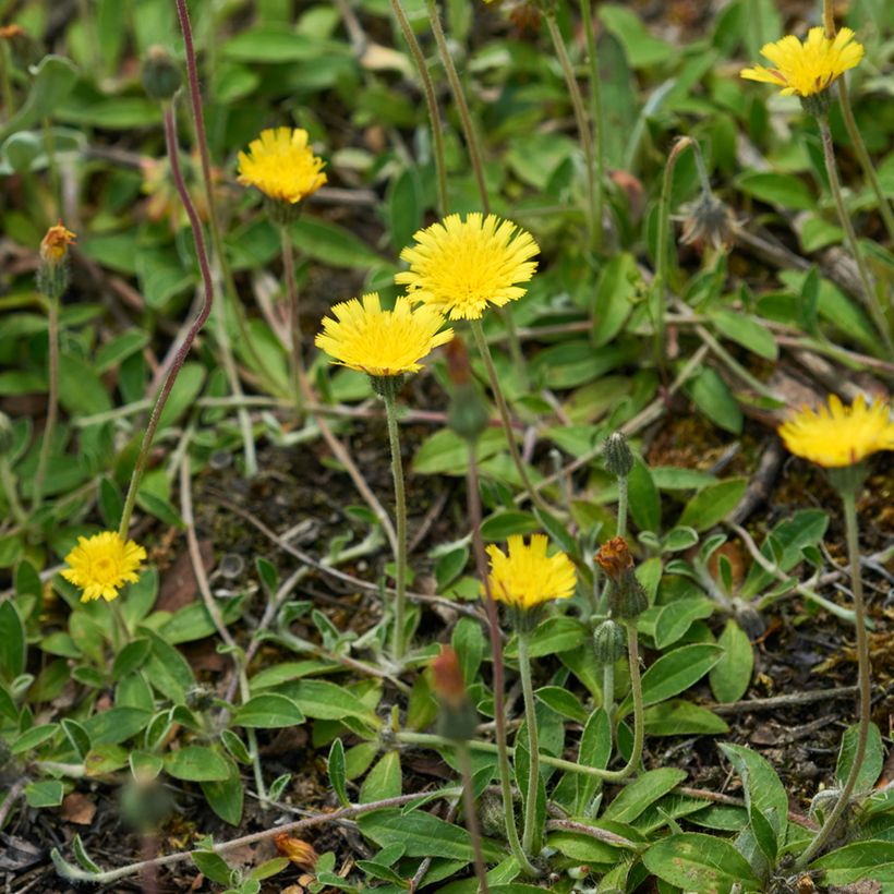 Pilosella officinarum em sementes (Hábito)