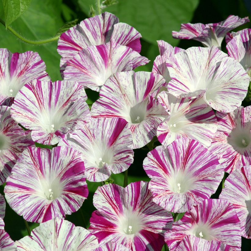 Glória da manhã Venice Pink em sementes (Floração)