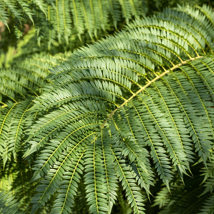 Jacarandá mimosifolia em sementes (Folhagem)