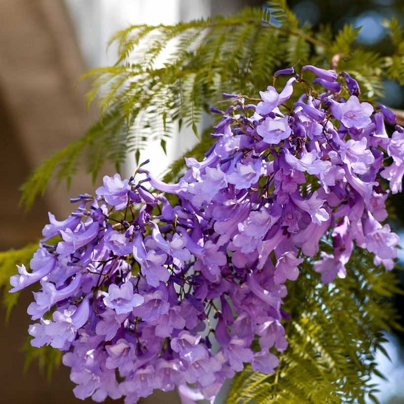 Jacarandá mimosifolia em sementes (Floração)