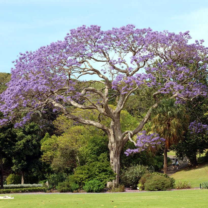 Jacarandá mimosifolia em sementes (Hábito)