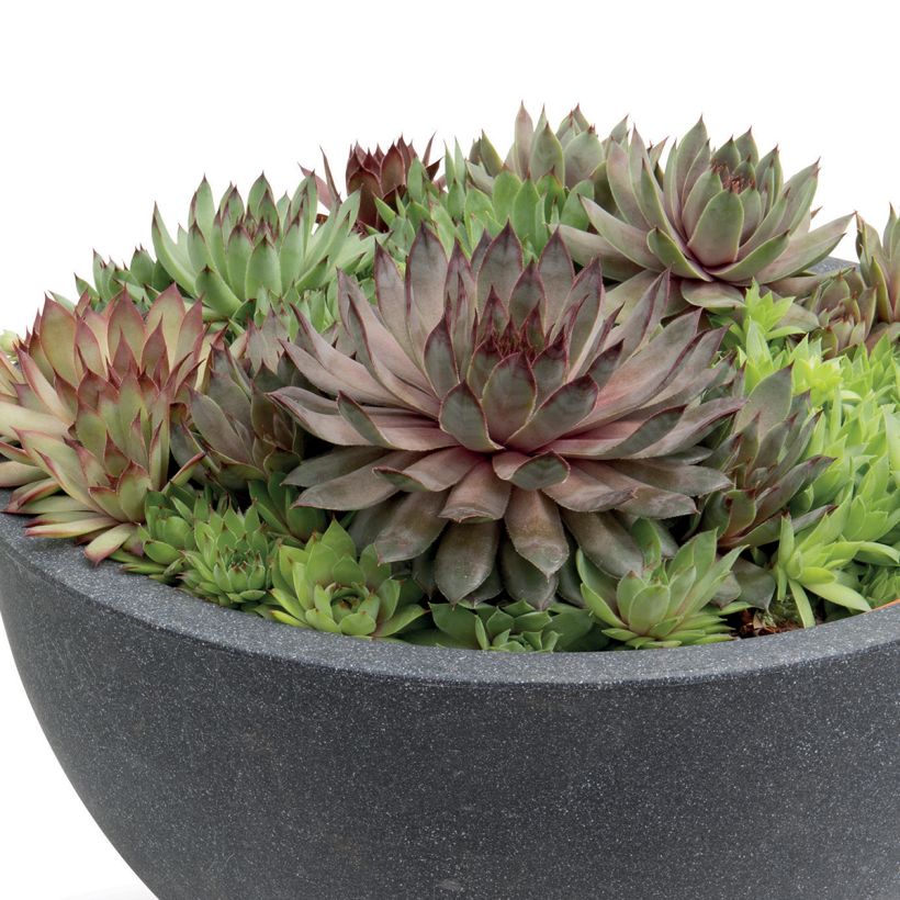 Sempervivum Hippie Chicks em sementes (Hábito)