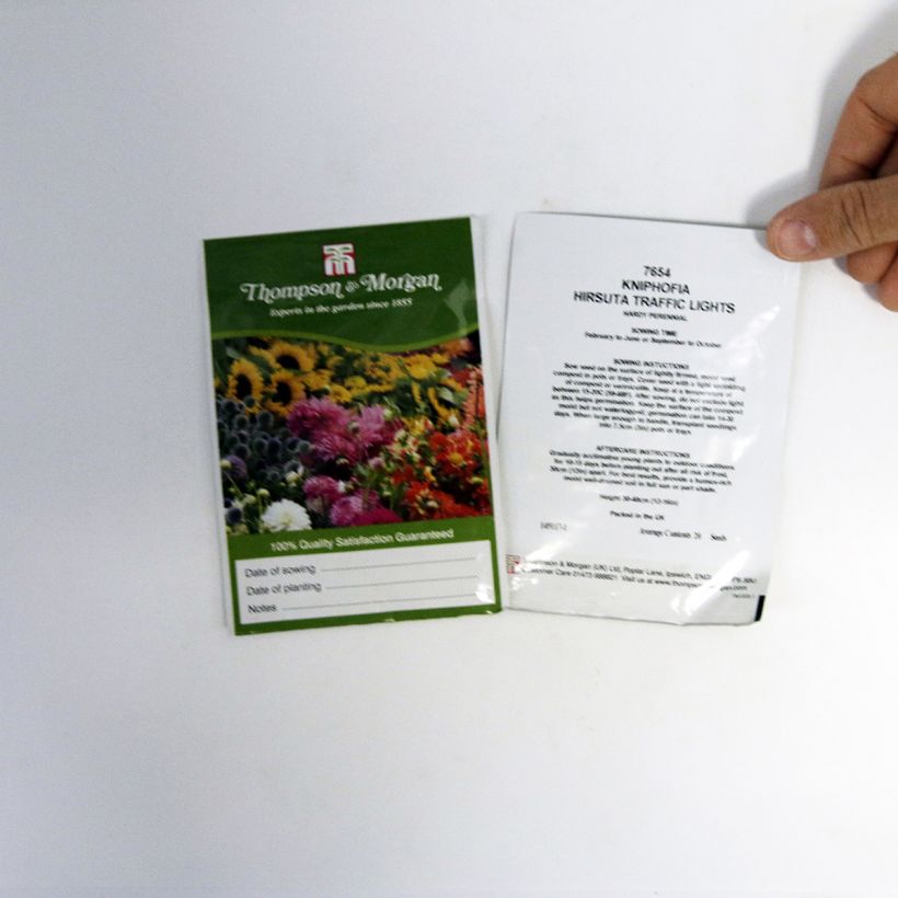 Exemplo de amostra de Graines de Kniphofia Red Hot Poker Traffic Lights - Tritoma per pack of 20 seeds tal como entregue