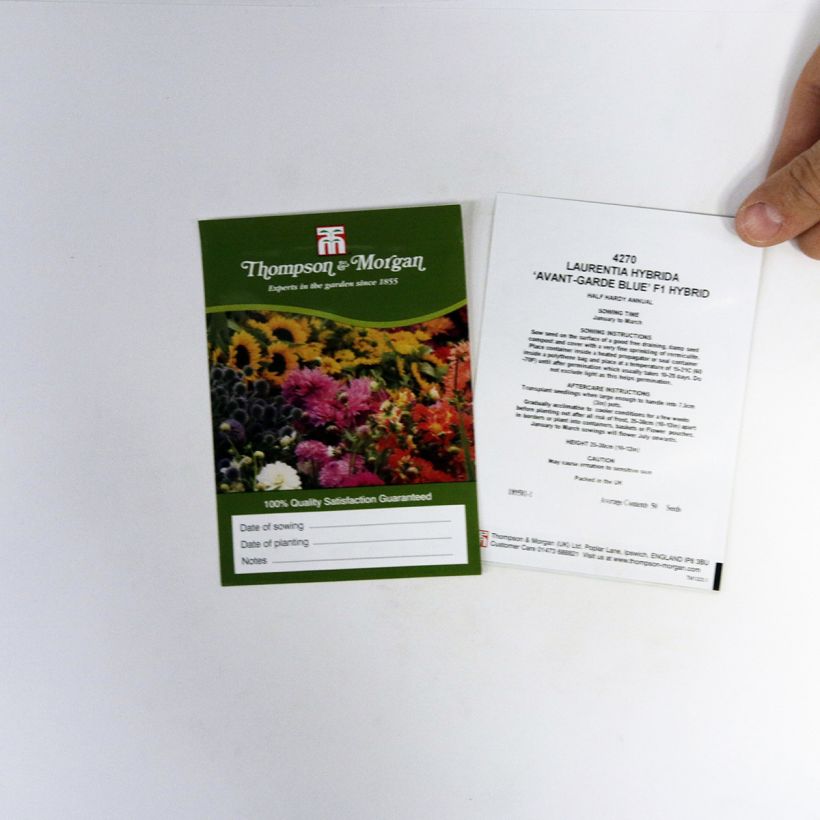 Exemplo de amostra de Graines de Laurentia Avant-Garde Blue F1 die Tüte mit 50 Samen tal como entregue