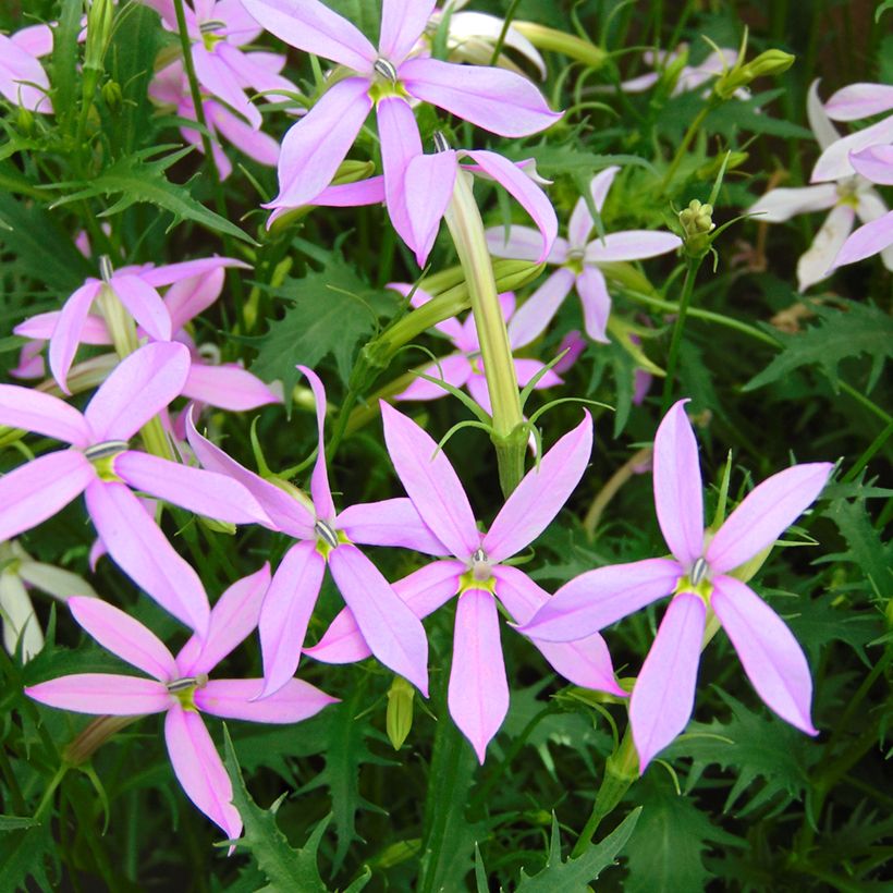 Isotoma axillaris Blue Star em sementes (Floração)