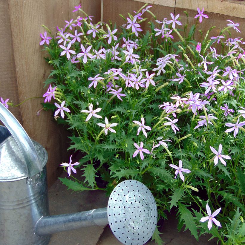 Isotoma axillaris Blue Star em sementes (Hábito)