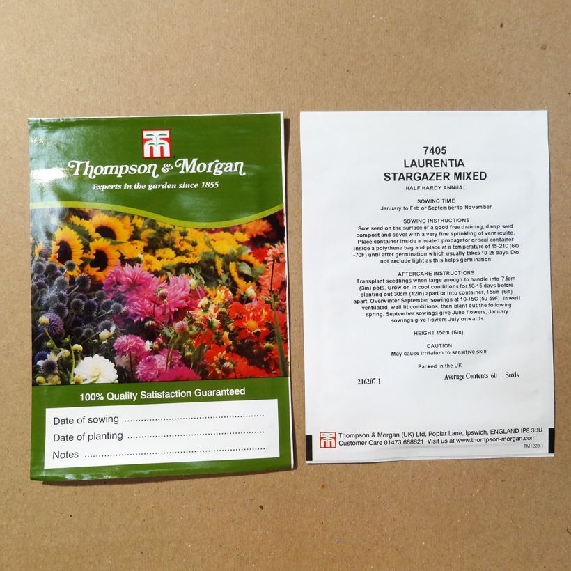 Exemplo de amostra de Graines de Laurentia Stargazer Mixed  die Tüte mit 60 Samen tal como entregue