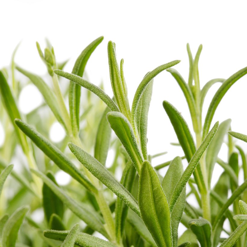 Sementes de Alfazema Cleo-Patio Blue (Folhagem)