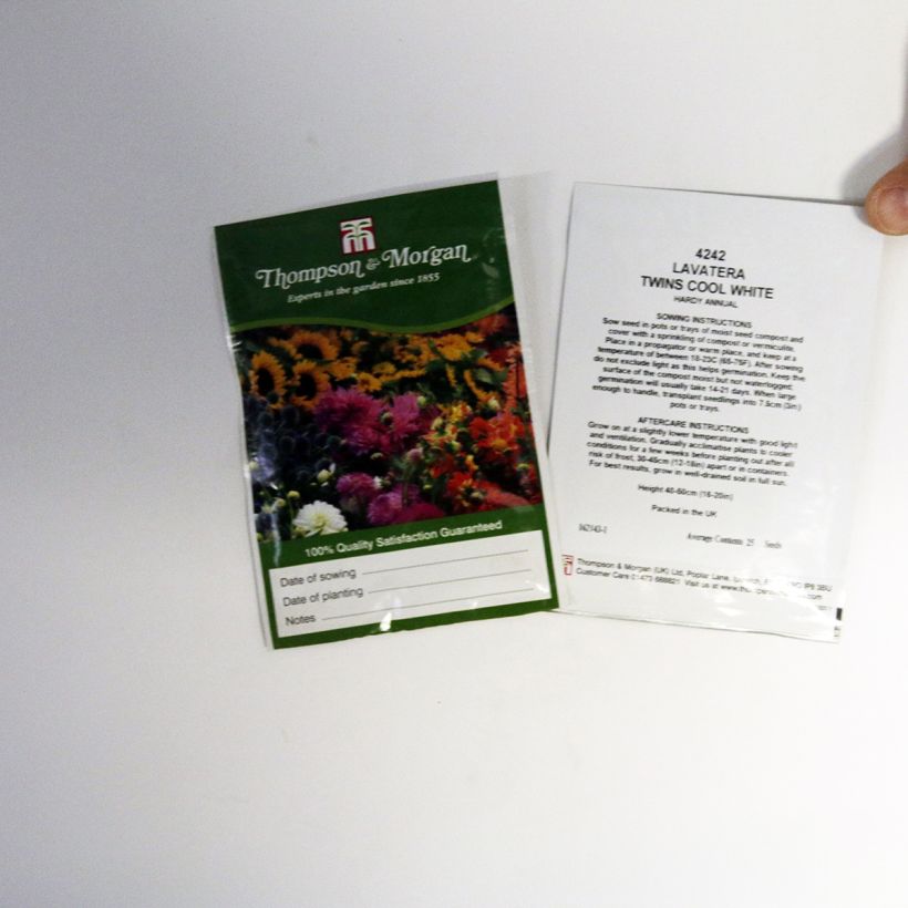 Exemplo de amostra de Graines de Lavatère annuelle Twins Cool White per pack of 25 seeds tal como entregue