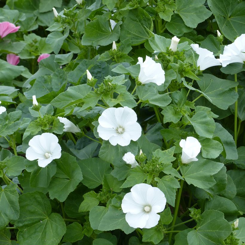 Malva rosa Mont Blanc em sementes (Floração)