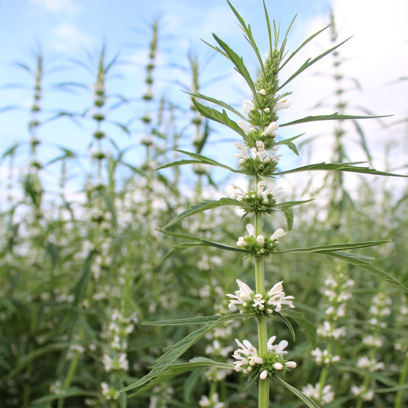 Leonurus sibiricus Alba em sementes (Floração)