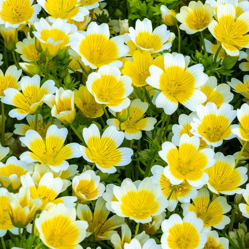 Limnanthes douglasii em sementes (Floração)