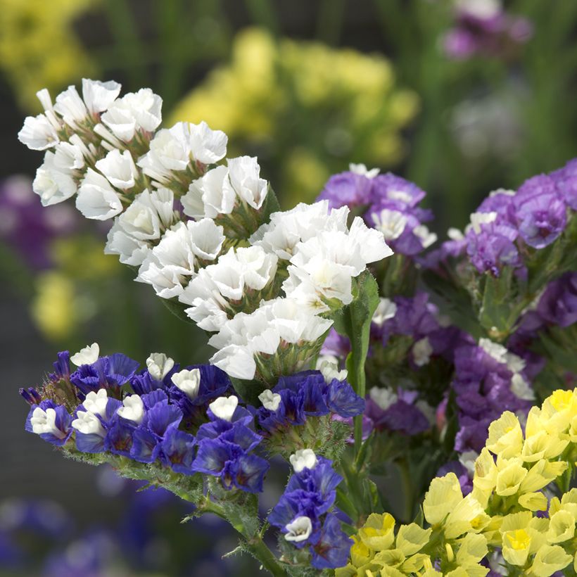Limonium sinuatum Forever Mixed em sementes (Floração)