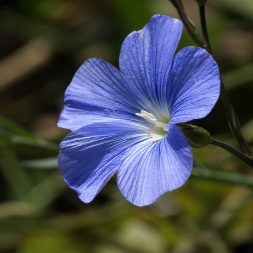 Linum perenne Saphir bleu em sementes (Floração)
