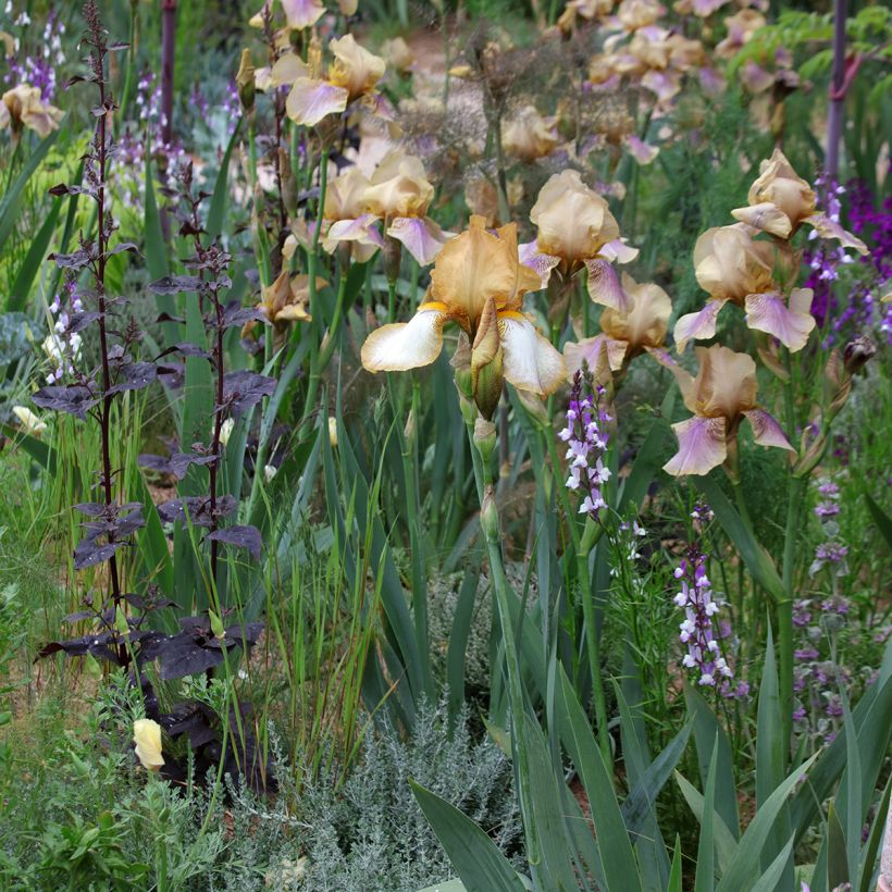 Linaria maroccana Licilia Azure em sementes (Hábito)