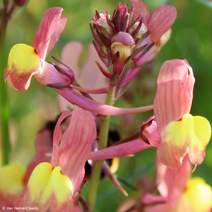 Linaria maroccana Licilia Peach em sementes (Floração)